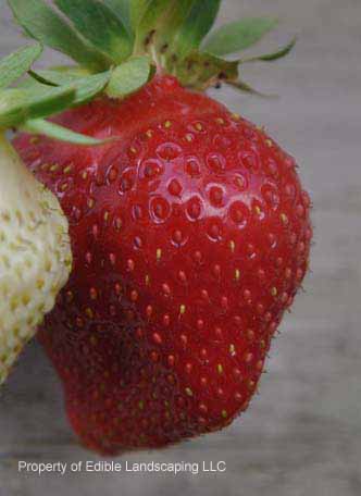 Strawberry Seascape fruit